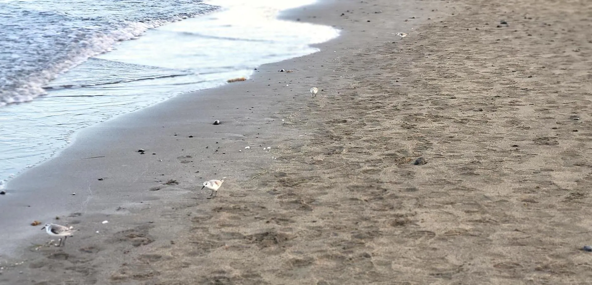 بيت للعطل فيلا Sunnypalms Casa Mar 22 بلايا ديل إنغلز